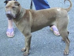 A brown Chinese Shar-Pei dog is standing across a black top surface its head is turned forward, but the dog is looking to the right. It has a large square head, a big nose and small ears that fold over to the front in a v-shape. Its tail is being held in a ring.