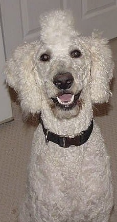 Close up front view head and upper body shot - A white Standard Poodle dog sitting on a tan carpet looking up with its mouth open and it looks like it is smiling. The hair of top of the Poodles head is shaped to look like a Mohawk.