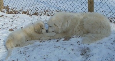 An adult Great Pyrenees and a Great Pyrenees puppy are laying in snow head to head with their front paws on top of each other