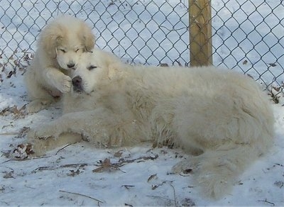 Two Great Pyrenees, a puppy and an adult. The adult is laying on its right side in snow and the puppy is sitting behind it pawing at its face 