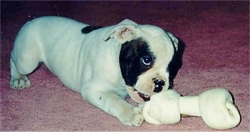 The front right side of a white with brindle Valley Bulldog puppy that is laying across a carpet and it is chewing on a bone.