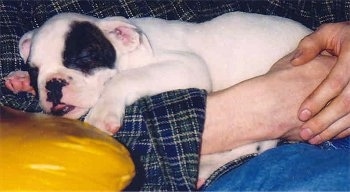 A white with brindle Valley Bulldog puppy is sleeping across a persons lap. The pup has large paws and its little pink tongue is showing.