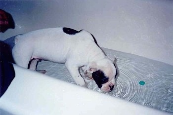 The front right side of a white with brindle Valley Bulldog puppy that is standing in a tub with a small amount of water in it. The puppy is drinking the water.