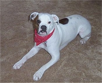 The front left side of a wide white with red Valley Bulldog that is wearing a red bandana, it is laying across a carpeted surface and it is looking forward.