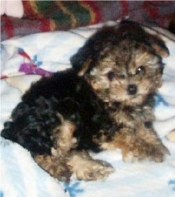 The right side of a thick wavy coated, black with tan Yorkiepoo puppy that is laying on a blanket and it is looking forward. It has wide round eyes that are partly covered in hair and a small black nose.