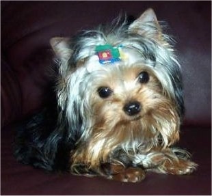 The front right side of a black with tan and cream Yorkshire Terrier that is laying on a leather couch, its head is slightly tilted to the left and it has a barrette in its long hair and small triangular perk ears.