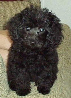 A thick curly coated, black Yorkipoo puppy is sitting on the lap of a person sitting on a green couch. It has a small black nose and wide round dark eyes.