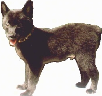 The left side of a black Schipperke puppy that is looking forward, its mouth is open and its tongue is sticking out. It was cutout onto a white layer.