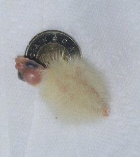 A newborn Cockatiel bird is laying on a white paper towel on top of a Canadian coin. It has a bald head and a fluffy body.