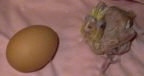 A baby Cockatiel is standing on a blanket next to an egg.