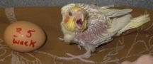 Side view - A baby Cockatiel bird is standing on a brown blanket looking forward standing next to an egg that has 3.5 week written on it in a red marker. The birds mouth is open as it makes noises.
