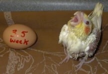 Front view - A baby Cockatiel bird is standing on a brown blanket looking forward standing next to an egg that has 3.5 week written on it in a red marker. The birds mouth is open as it makes noises.