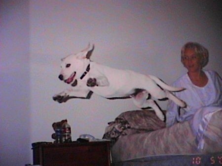 Boomer the dog is in the air jumping off of a bed with his paws spread out. There is a lady in the bed.