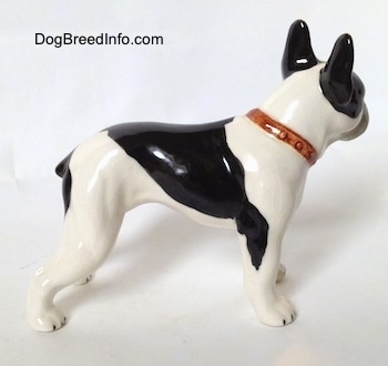 The right side of a black and white vintage 1970s TMK 5 Boston Terrier figurine. The figurine has a short tail.