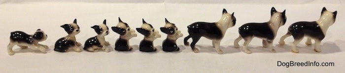 The right side of a line-up of different tiny, little miniature Boston Terrier figurines.
