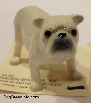 The front right side of a white miniature Bulldog figurine. The figurine has a gray muzzle.