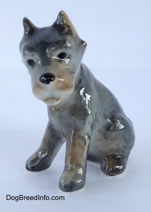 The front right side of a grey with black and tan Cane Corso Italiano puppy figurine. The figurine has black circles for eyes, a black nose and small perk ears.