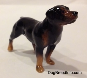 The front right side of a brown with black Rottweiler figurine. The figurine has small detailed black circles for eyes.