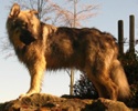 A tan with black American Alsatian is standing on a rock and looking back.