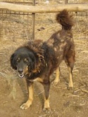 A black and brown with tan Himalayan Chamba Gaddi Dog is standing in dirt. Its head is down and its mouth is open.