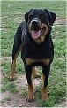 A black with tan Roman Rottweiler is standing in patchy grass and it is looking forward. Its head is up, its mouth is open and its tongue is out.