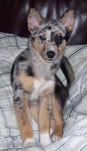 A merle colored gray, white, tan and black puppy sitting down on a leather couch on top of a gray and white sheet