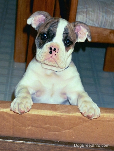 Spike the Bulldog puppy is standing up against the side of a cardboard box, his head is slightly tilted to the right and he is looking forward. He has a white body, a brown brindle symmetrical pattern around each eye and his ears are up and out to the sides. He has big paws. His nose is pink with black on it.