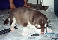 The right side of a brown and white Alaskan Malamute Puppy walking around on a lot of Newspaper