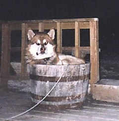 The left side of a tan with white Alaskan Malamute that is laying in a wooden bucket on a porch