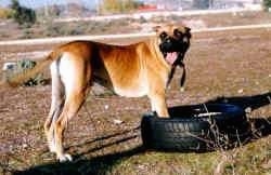 A brown with white Alano Espanol is standing on grass with its front paws inside of a tire