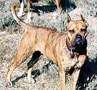 Alano Español Dog Breed Pictures, 2