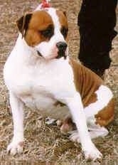 The front left side of a white with brown Alapaha Blue Blood Bulldog sitting on grass and there is a leash attached to it. There is a person standing behind it.