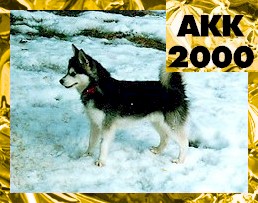 The left siode of a black with white Toy Alaskan Klee Kai that is standing snow. In the rop right corner of the image are the words 'AK200'