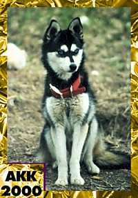 A black with white Alaskan Klee Kai is sitting on grass and it is wearing a big red collar. In the bottom left corner of the image are the words 'AK200'