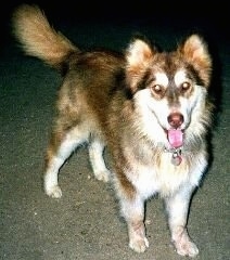 The front right side of a brown with white Alaskan Malamute that is walking up a driveway with its mouth open and tongue out