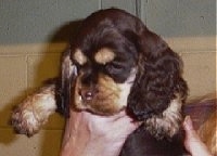Close up - A Chocolate and tan American Cocker Spaniel puppy is being held in the air.