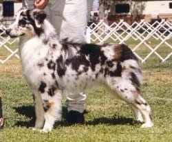The left side of a merle Australian Shepherd that is standing across grass at a dog show. There is a person standing behind it.