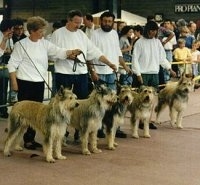 Five Berger Picard dogs all lined up in a row standing in front of there owners