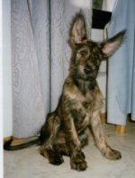 A Berger Picard puppy sitting in front of a curtain with its ears up