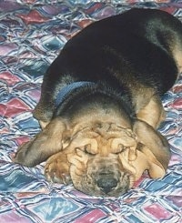 Close up - A black and tan Bloodhound puppy is sleeping on a couch. It has a lot of extra skin and wrinkles.