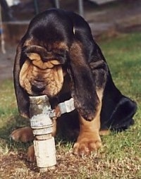 Close up front view - A wrinkly, extra skinmned black with tan Bloodhound puppy is sitting in grass and it is licking water coming out of a sprinkler. The dog has very long drop ears.