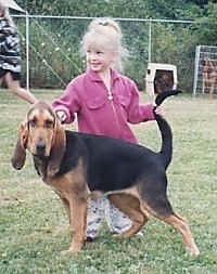 Bloodhound being posed by a little girl