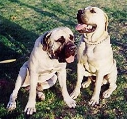 Bush and Bartho the Boerboels sitting outside with there mouths open and tongues out