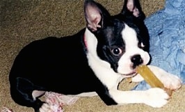 Jazz the Boston Terrier laying on a carpet chewing on a dog bone with a light blue blanket next to her
