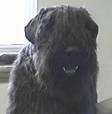 Close Up - Windmolen's Isadora the Bouvier des Flandres with its mouth open