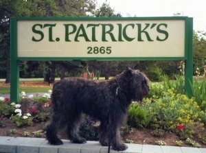 Left Profile - Paden the Bouvier des Flandres standing on a rock structure in front of a sign that says 'ST.PATRICKS 2865'