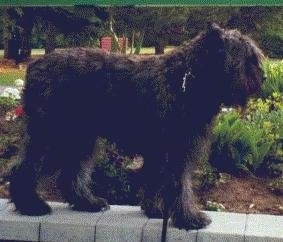 Close Up Left Profile - Paden the Bouvier des Flandres standing on a concrete wall in front of a flower garden