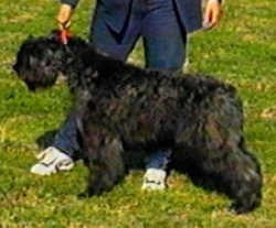 Right Profile - Windmolen's Isadora the Bouvier des Flandres standing in grass in front of a person holding its leash