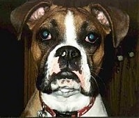 Boxer Dog Breed Pictures, 1