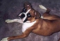 Callie the Boxer laying on a carpet and looking up at the camera holder